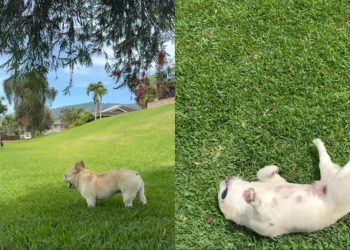 Dog Enjoying Refreshing Nature Is One for Books