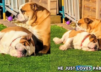 Dogs Absolutely Love to Bask in Sun Together