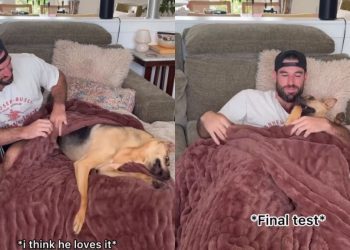 Rescue Dog Definitely Approves of New ‘Cuddle Blankie’ His Dad Got for Them