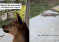 Rescue Dog Thinks He Can Take on a Lizard, Dad Disagrees