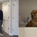 Golden Retriever Loves Sitting in Bathtub Just To Reflect
