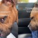 Shelter Dog Isn’t Adopted Yet for Being ‘Too Active’ Only Wants Company