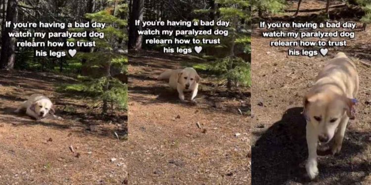 Paralyzed Dog Relearns How To Trust His Legs Again, One Wobbly Step at a Time