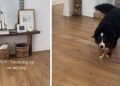 Owner Never Succeeds in Sneaking up on Dog as He Always Knows