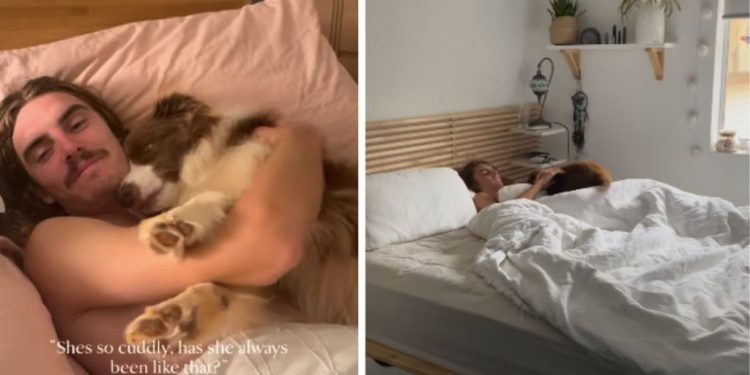 Dog Still Cuddles With Dad in Bed the Same Way She Used to as a Little Pup
