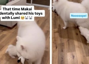 Dog ‘Accidentally’ Sharing Toy With Little Furry Sister Is Peak Sibling Behavior