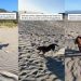 Shelter Dog Visits Beach for First Time After Adoption, Runs Free Like a Kid