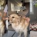 Dog Waits for Mom To Burp Her Like a Baby After Meals
