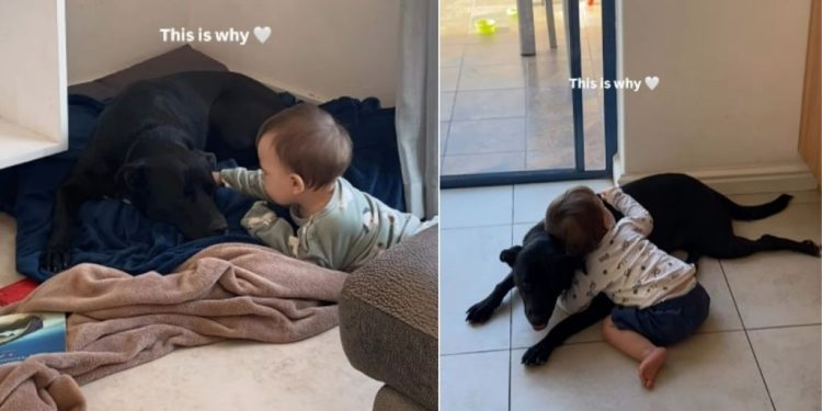 Dog & Little Boy Growing up Together Shows a Bond That Only Gets Better With Time