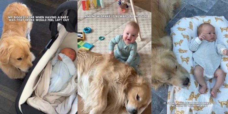 Golden Retriever’s Bond With Little Baby Turns Mom’s Worst Fear Into a Fairytale