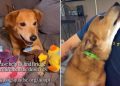 Senior Foster Dog Isn’t Asking for Much but Just a Toy & a Forever Home