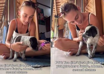 Tiny Rescue Puppy Gets a Collar & a Chance at the Life She’s Always Deserved