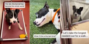 ‘Surrendered’ Shelter Dog Lands on Urgent List But Soon Gets Best News