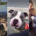 Abandoned Shelter Dog Is Ready To Be Someone’s Adventure & Cuddle Buddy for Life