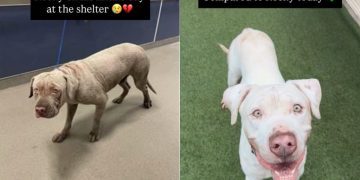 Shelter Dog’s Transformation From Intake Day to Now Proves Little Love & Care Can Go a Long Way