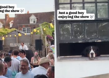 Dog Sits by the Window Like an Honored Guest at the Party