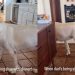 Dog Has an Attitude When Dad Is Being Slow With Serving Dinner