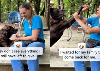 Shelter Dog Still Remembers Tricks He Learned in the Past While Waiting for a Second Chance