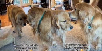 Golden Retriever’s ‘Stealth Mission’ Fails After Furry Sibling Interrupts With a Kiss