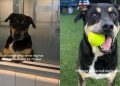 Senior Shelter Dog Leans Against Kennel Wall, Still Hoping Someone Chooses Him