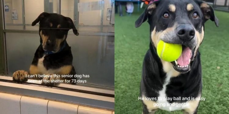 Senior Shelter Dog Leans Against Kennel Wall, Still Hoping Someone Chooses Him