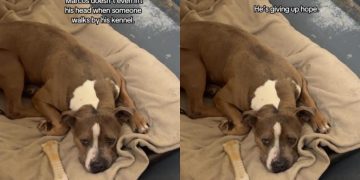 Shelter Dog Struggling To Stay Hopeful in a Kennel, Deserves a Forever Home