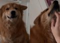 This Clever Dog Realized There Was a Faster Way to Get Scratches