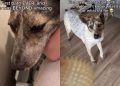Shelter Dog’s Second Chance at Life Is Full of Firsts & It’s as Magical as It Gets