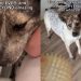 Shelter Dog’s Second Chance at Life Is Full of Firsts & It’s as Magical as It Gets