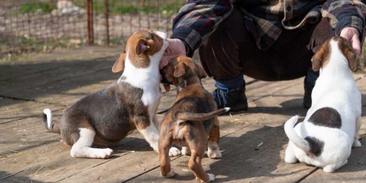 Abandoned Puppies & Neglected Senior Dogs Find Hope in Tennessee Rescue Effort