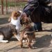 Abandoned Puppies & Neglected Senior Dogs Find Hope in Tennessee Rescue Effort