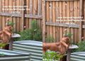 Golden Retriever Thinks Bird Feeder Is Personal Water Bowl