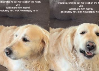 Senior Golden Retriever Eats Treat on the Couch but Mom Chooses His Joy Over Crumbs