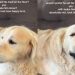 Senior Golden Retriever Eats Treat on the Couch but Mom Chooses His Joy Over Crumbs