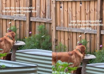 Golden Retriever Thinks Bird Feeder Is Personal Water Bowl