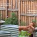 Golden Retriever Thinks Bird Feeder Is Personal Water Bowl