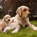 Mama Golden Retriever Hears Her Tiny Baby Crying, Then Moves Close So He’s Not Alone