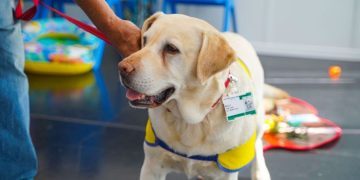 Therapy Dog’s Birthday Party Gets a Disney Twist at Children’s Hospital