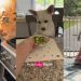 Deaf Rescue Dog Understands Dad’s Gesture To Sit Close to Little Girl for Lunch