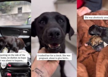 Human Rescues Dog Thinking They Saved One Life, Unaware of What’s Next