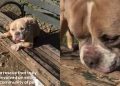 Dog Was Completely Abandoned on a Park Bench, but Fate Had Other Plans