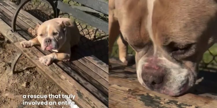 Dog Was Completely Abandoned on a Park Bench, but Fate Had Other Plans