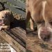 Dog Was Completely Abandoned on a Park Bench, but Fate Had Other Plans