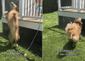 Golden Retriever Becomes Cutest ‘Kangaroo’ While Playing With Little Boy