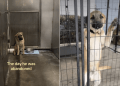 ‘Abandoned’ Rescue Dog Changes Demeanor Once He Realizes He’s Safe