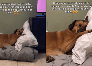 Rescue Dog Who Spent Life Sleeping on Concrete Floor Refuses To Leave Soft Pillow