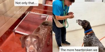 Senior Shelter Dog Surrendered by Family Finds a Loving New Home