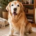 Senior Golden Retriever Rescued From a Life of Silence Learns It’s Safe To Use His Voice