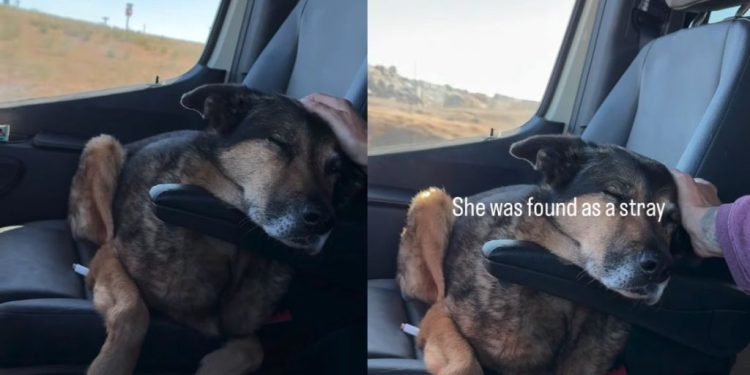 Senior Dog Was a Stray, Adopted & Returned, but Life Finally Feels Like Home