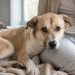 Shelter Dog Rescued From Life on Streets Doesn’t Trust Mom Yet but Still Wants Snuggles